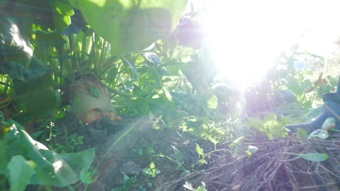 Hands gently pulling a fresh root vegetable from the soil in a sunlit garden, Video stock 317554205