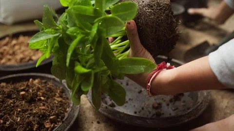 Hands gently remove young Basella alba seedlings from a pot for separation .. Stock Footage 344526102