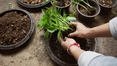 Hands gently separate young Basella alba seedlings and inspect their roots,.. 库存影片 344526029