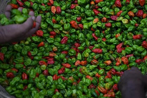 Hands gently sift through vibrant green and red peppers Stock Photos