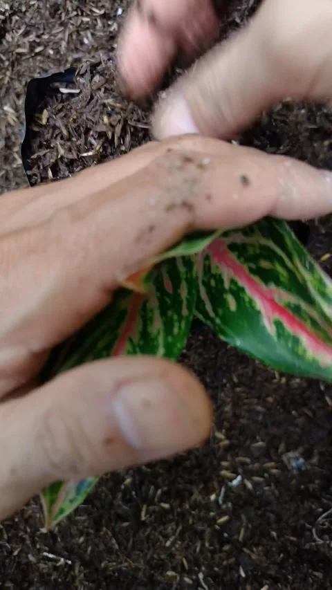 Hands gently tend to soil around a plant's base Stock Footage 331442877