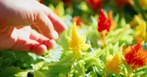 Hands Gently Touching Celosia Flowers in Garden Stock Footage 323781332