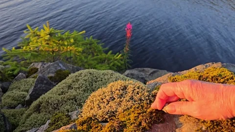 Hands Gently Touching Soft Green Moss on Coastal Rock Stock Footage 342847776