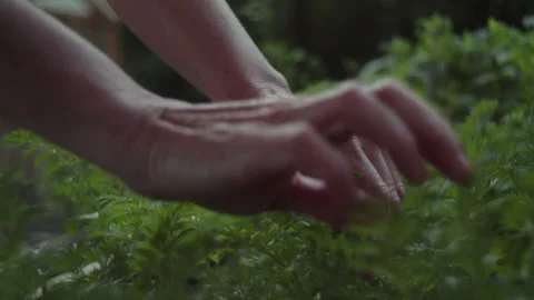 Hands gently touching vibrant green leaves in a peaceful garden setting Stock Footage 319944635