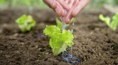 Hands gently water a tiny lettuce seedling Foto stock