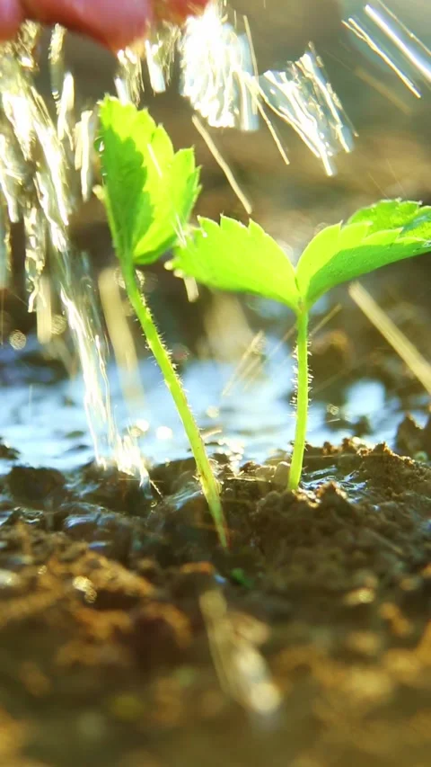 Hands gently watering small strawberry plants by hand Video stock 319401656