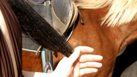 Hands of a girl are combing the tips of her hair Stock Footage 114317479