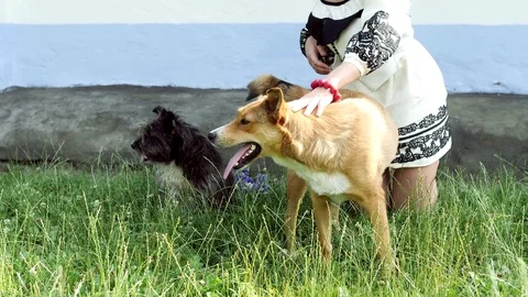 Hands of a girl stroking a dog Video stock 80992829