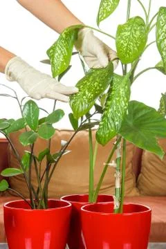 Hands with gloves and plant Stock Photos