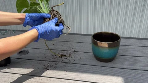 Hands in gloves carefully remove a Monstera houseplant from its small pot Stock Footage 316782522