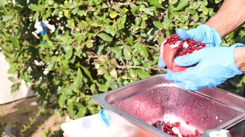 Hands in gloves clean the pomegranate Stock Footage 119721560