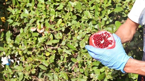 Hands in gloves clean the pomegranate Video stock 119721686