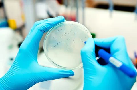 Hands in gloves counting phages at agar plate Stock Photos