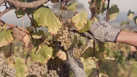 Hands in gloves cutting white grapes during sunrise in vineyard Stock Footage 169871637