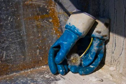 Hands in gloves with a dandelion Stock Photos