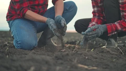Hands gloves dig through dirt. Ground lifted for soil review. Workers analyze Stock Footage 320113748
