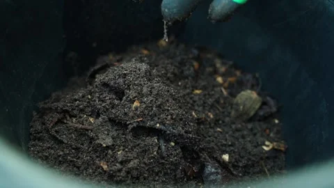 Hands in gloves filling a bucket with fresh humus from compost, close-up Stock Footage 315448853