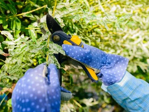 Hands with gloves of gardener doing maintenance work Stock Photos