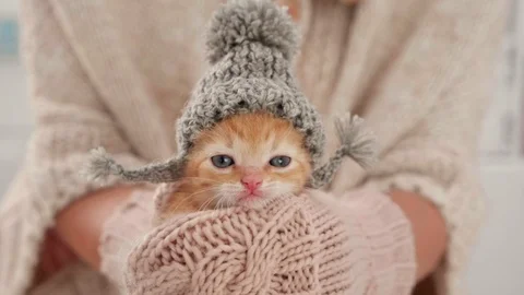 Hands in gloves holding cute kitten wearing knitted woolen hat Stock Footage 114568562