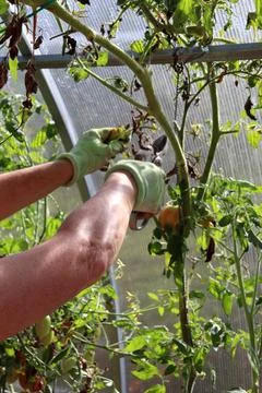 Hands in gloves with pruning shears cutting dry branches in a greenhouse Stock Photos