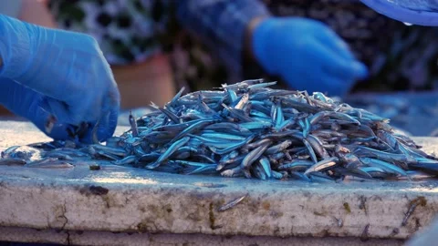 Hands in gloves sort fresh small fish on a work surface at a fish market with pe Stock Footage 342405618