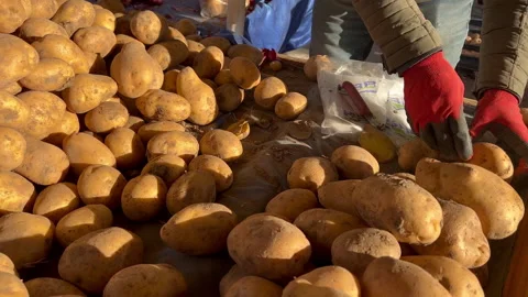 Hands in gloves sorting fresh raw potatoes outside Stock Footage 232957627