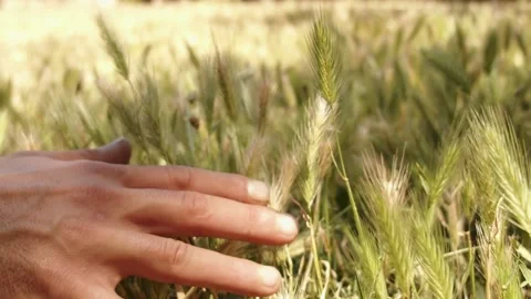 Hands going over green grass Stock Footage 171175677