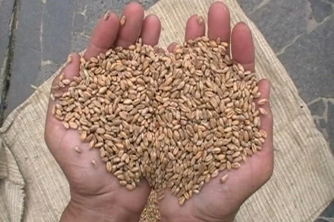  hands with grain Stock Footage 505426