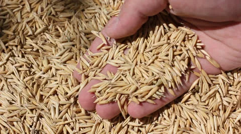 Hands with grain Stock Footage 23232860
