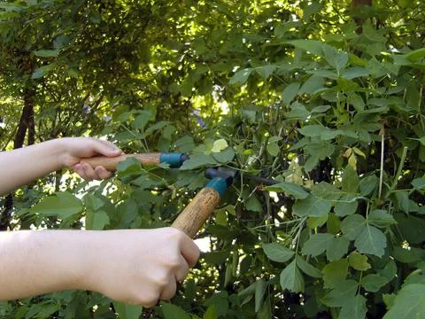 Hands grip a large, classic-style lopper with wooden and blue metal handles.. Photos