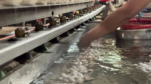 Hands guide multiple filaments during cocoon unwinding above warm water basins 库存影片 330345007