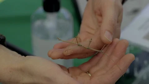 Hands handling a walking stick Stock Footage 292703467