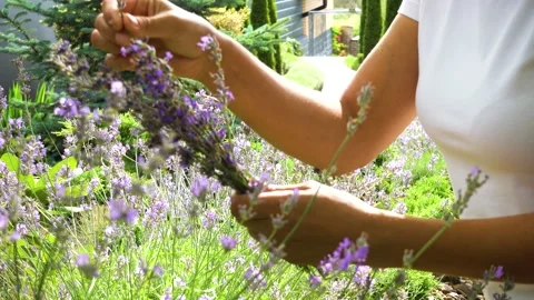 Hands of a happy girl with a tool while pruning lavender in the garden. Stock Footage 200948379