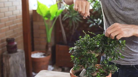 Hands of happy man pruning bonsai. Concept of connection with nature. Video stock 131118873
