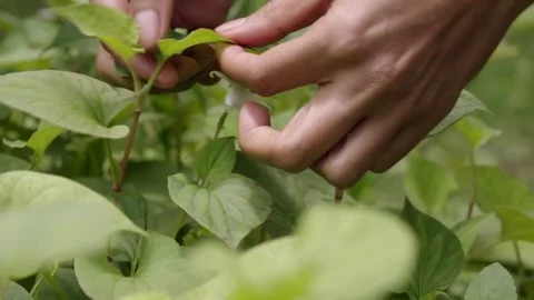 Hands harvesting and inspecting fresh Houttuynia cordata, or fish mint, sho.. Stock Footage 345632894