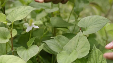 Hands harvesting and inspecting fresh Houttuynia cordata, or fish mint, in .. Stock Footage 345632980