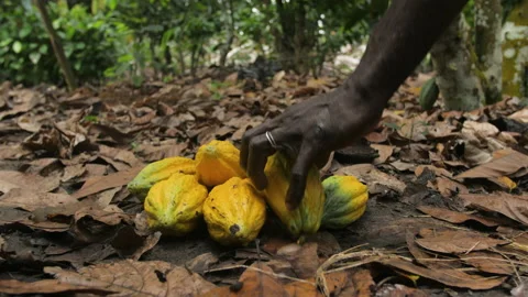 Hands harvesting and placing a cocoa pod on the ground, in Ivory Coast Stock Footage 220790370