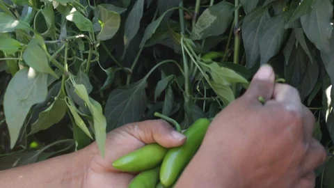 Hands harvesting and separating serrano peppers Stock Footage 130049870