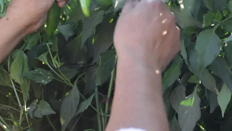 Hands harvesting and separating serrano peppers - 02 Stock Footage 130050000