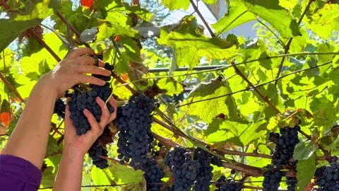Hands Harvesting Black Grapes with Pruning Shears Under a Sunny Vineyard Canopy Stock Footage 345871203