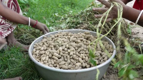 Hands Harvesting Fresh Peanuts Vídeo Stock 336688066
