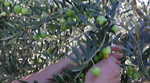 Hands harvesting olive fruit with comb Stock Footage 49249058