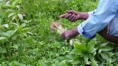 Hands Harvesting Plants 库存影片 333917046