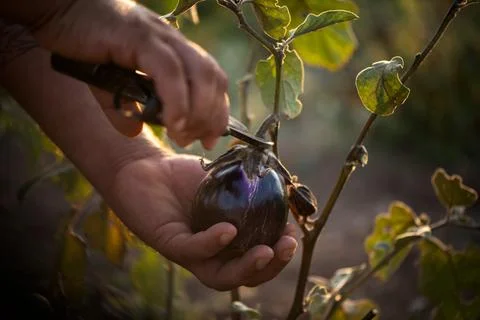 Hands harvests cuts the eggplant with scissors Stock Photos