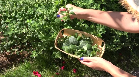 Hands herbal mint plant Stock Footage 61382543
