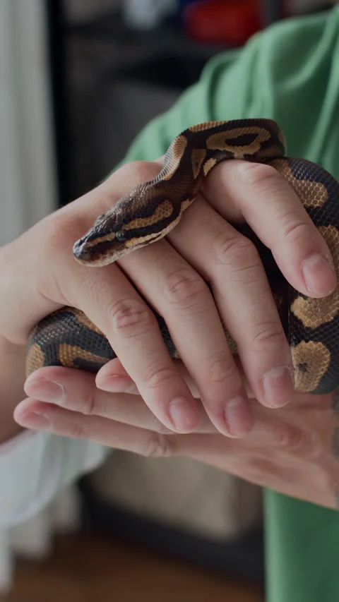 Hands of Herpetologist Holding Python Snake during Appointment Video stock 302230397