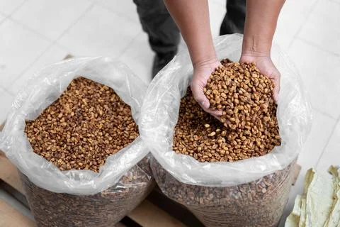 Hands of an Hispanic farmer comparing some red honey coffee beans from a sack Stock Photos