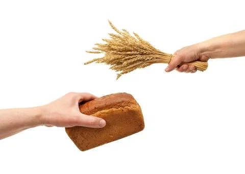 Hands hold bread and wheat ears Stock Photos