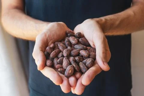 Hands hold cocoa beans. Stock Photos