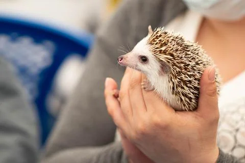 Hands hold a cute hedgehog with sharp needles. Little wild animal. Stock Photos